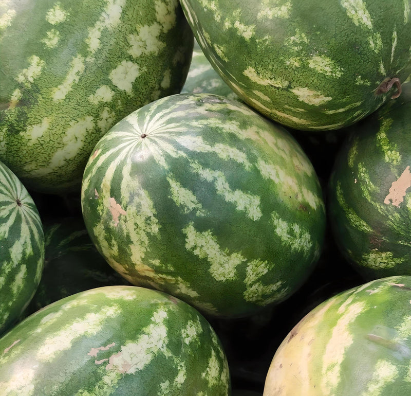 Klondike R7 Watermelon Heirloom Seeds – Fusarium Wilt Resistant, Non GMO Melon