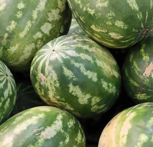Klondike R7 Watermelon Heirloom Seeds – Fusarium Wilt Resistant, Non GMO Melon