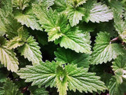 Catnip Herb Seeds - Heirloom, Non GMO, Perennial Garden Herb for Pollinators