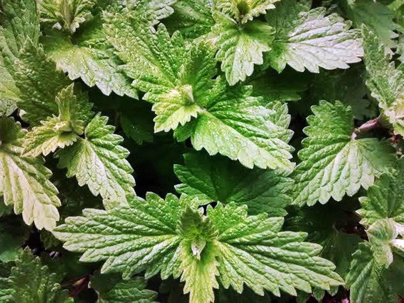 Catnip Herb Seeds - Heirloom, Non GMO, Perennial Garden Herb for Pollinators