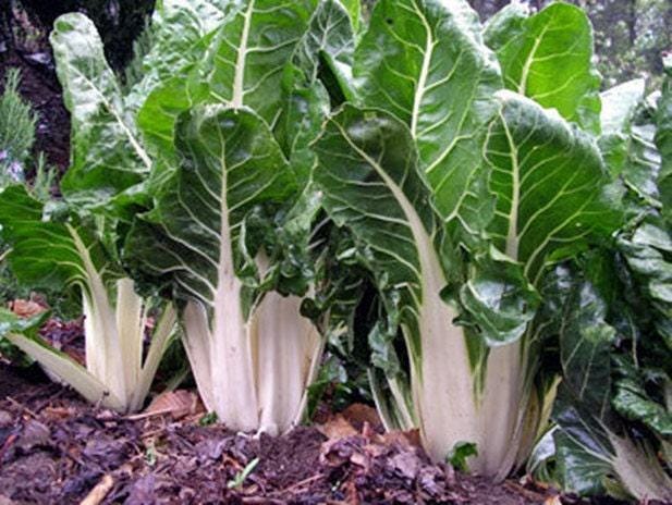 Lucullus Swiss Chard - Heirloom Vegetable Seeds | Savoyed Green Leaves & Mild Flavor