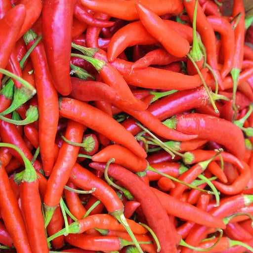 Thai Bird Hot Pepper Seeds - Heirloom Capsicum Annuum, Spicy Garden Peppers