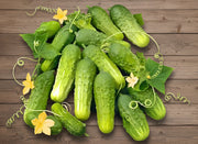 National Pickling Cucumber Heirloom Seeds - Early Variety for Square Foot Gardening