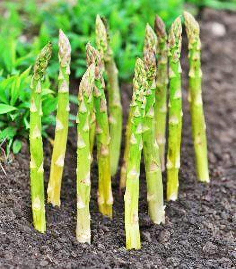 UC 72 Asparagus Seeds – Drought Tolerant, Fusarium Wilt Resistant Vegetable Seeds