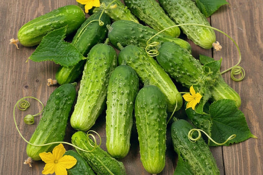 National Pickling Cucumber Heirloom Seeds - Early Variety for Square Foot Gardening