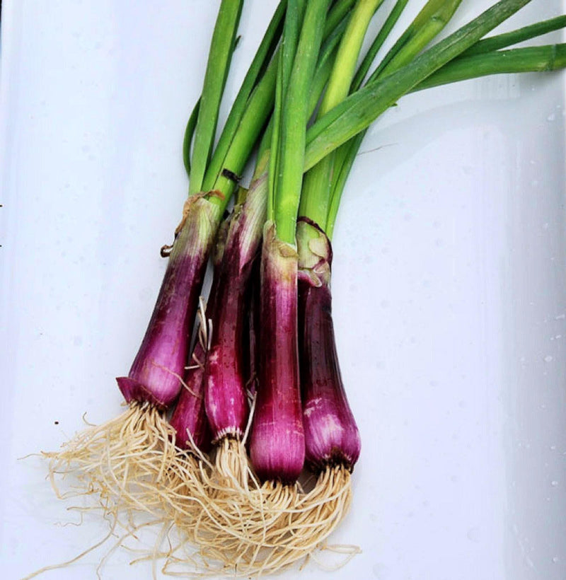 Crimson Forest Bunching Onion