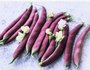 Red Swan Bush Beans