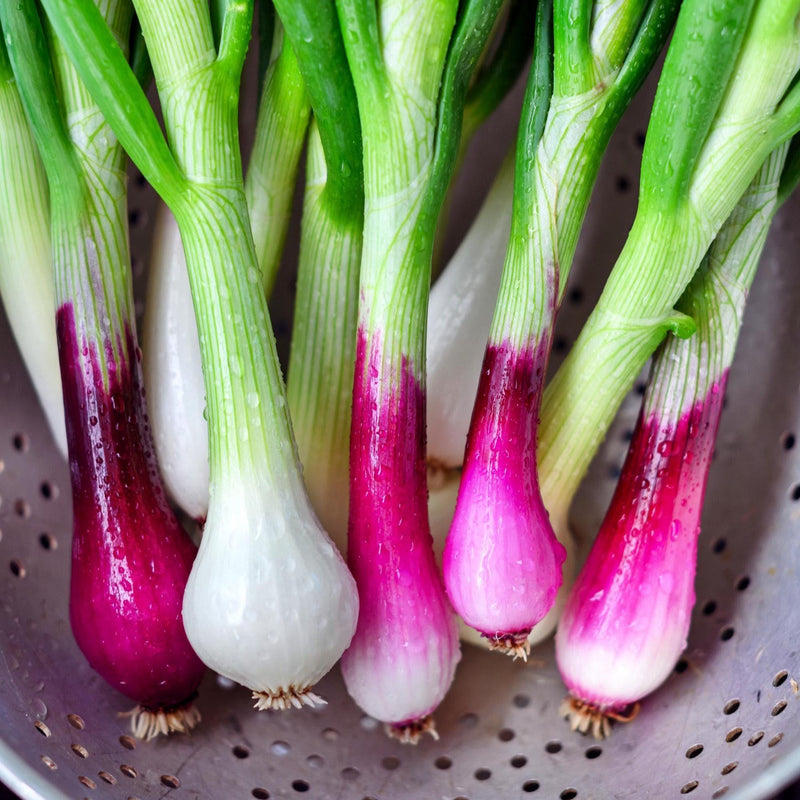 Crimson Forest Bunching Onion
