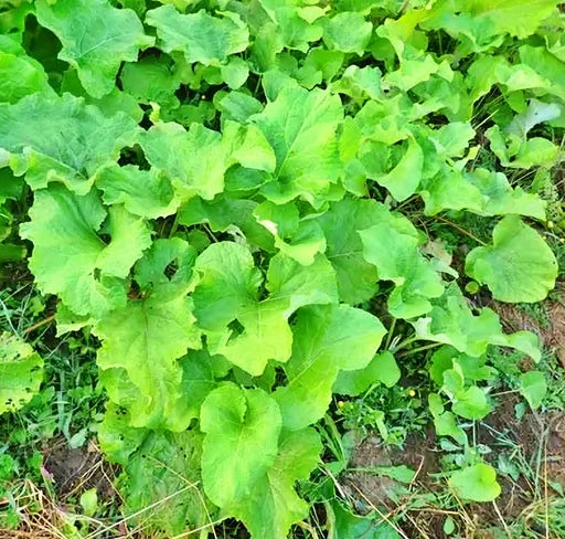 Watanabe Early Burdock - Heirloom Vegetable Seeds | Non GMO Gobo Root