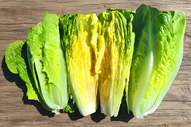 Parris Island Romaine Lettuce - Heirloom Seeds | Disease Resistant, Non GMO
