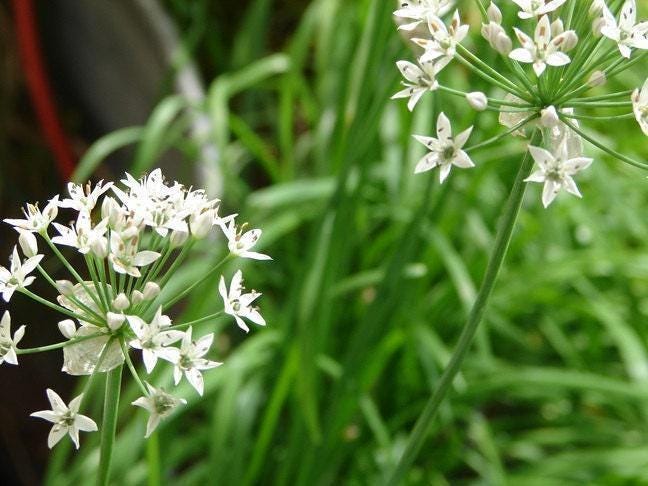 Garlic Chives Seeds