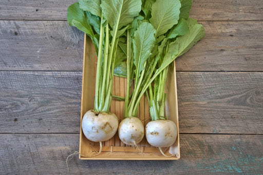 Shogoin Turnip Seeds - Large White Japanese Heirloom Vegetable Seeds for Pickling