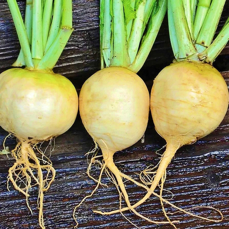 Golden Ball Turnip Seeds - Heirloom Amber Globe Vegetable Seeds | Non GMO