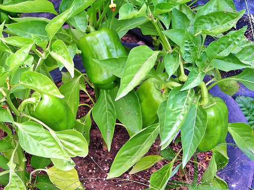 Yolo Wonder Pepper - Heirloom Sweet Bell Pepper Seeds | Non GMO, USA Grown