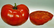 Mortgage Lifter Tomato