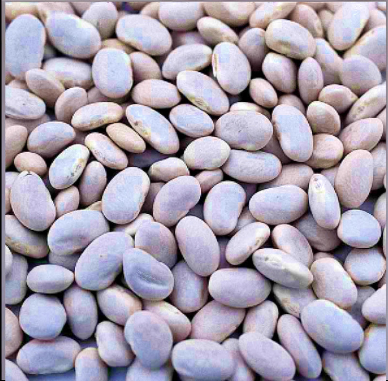 Great Northern Beans - Dry Bush Beans | Heirloom Open Pollinated Seeds
