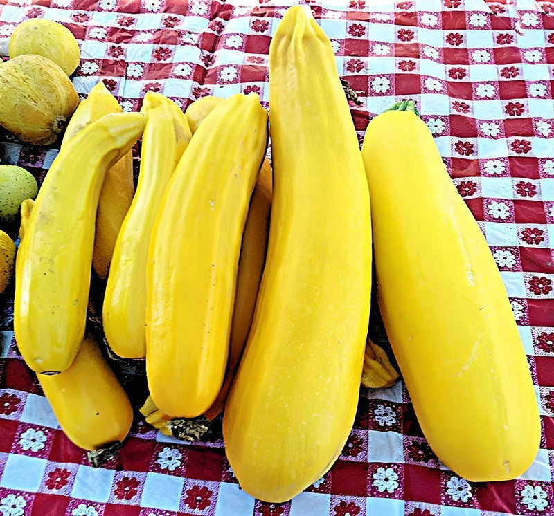 Golden Zucchini Seeds - Heirloom Summer Squash | Non GMO Yellow Zucchini
