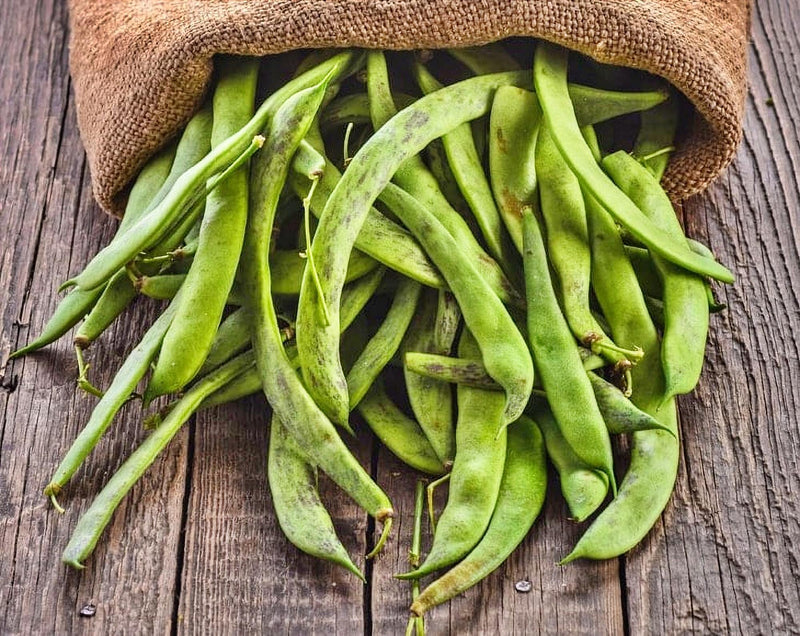 Great Northern Beans - Dry Bush Beans | Heirloom Open Pollinated Seeds