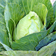 Early Jersey Wakefield Cabbage - Heirloom, Compact Pointy Heads, Open Pollinated Seeds