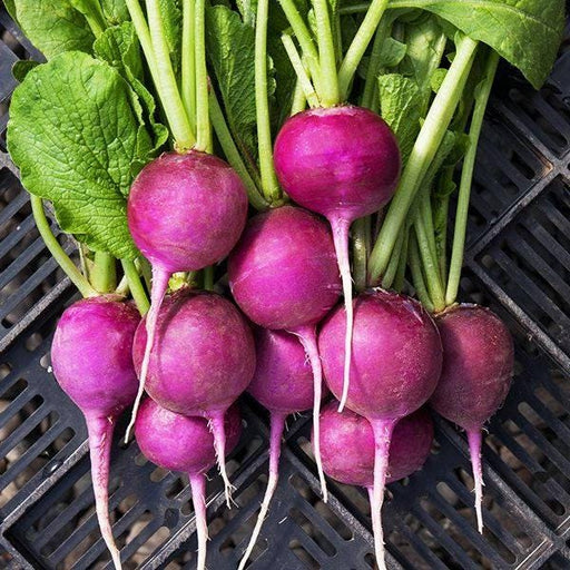 Purple Plum Radish - Heirloom Seeds | Gourmet Garden Radish With Crisp White Flesh