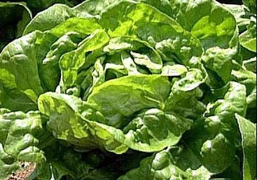 Butterhead Buttercrunch Lettuce - Heirloom Seeds | Slow Bolting, Tender Green Leaves