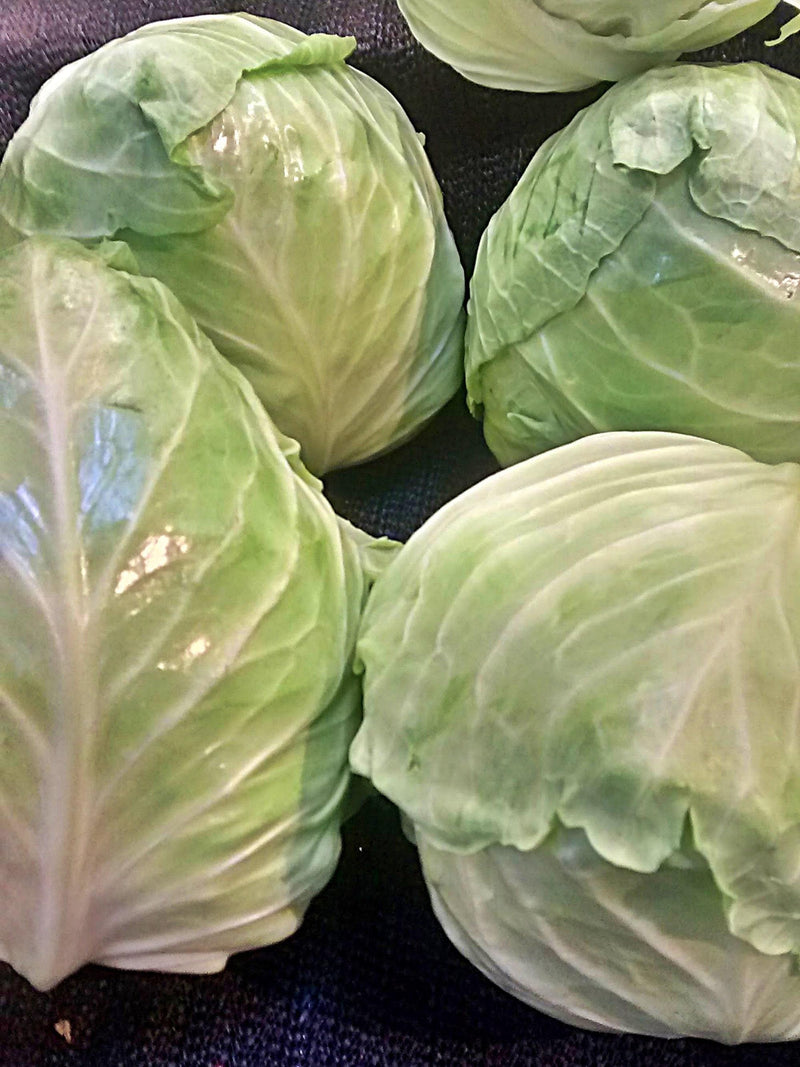 Early Jersey Wakefield Cabbage - Heirloom, Compact Pointy Heads, Open Pollinated Seeds