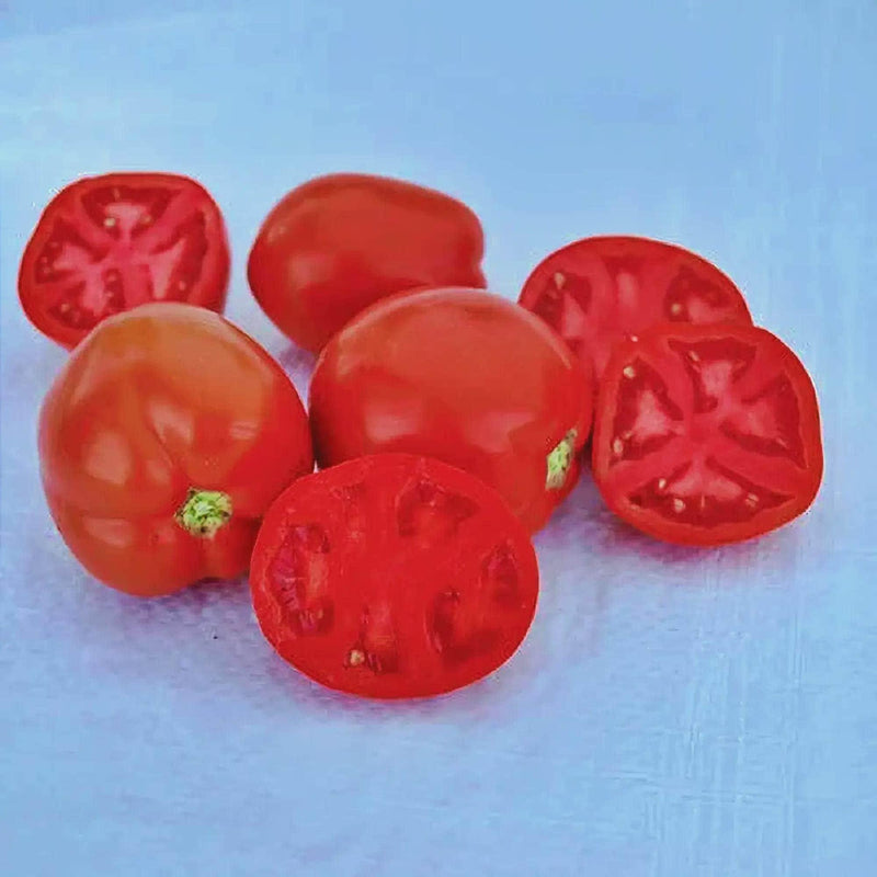 Saucy Lady Tomato
