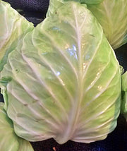 Early Jersey Wakefield Cabbage - Heirloom, Compact Pointy Heads, Open Pollinated Seeds