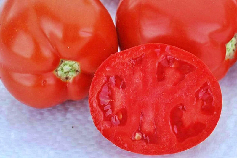 Saucy Lady Tomato