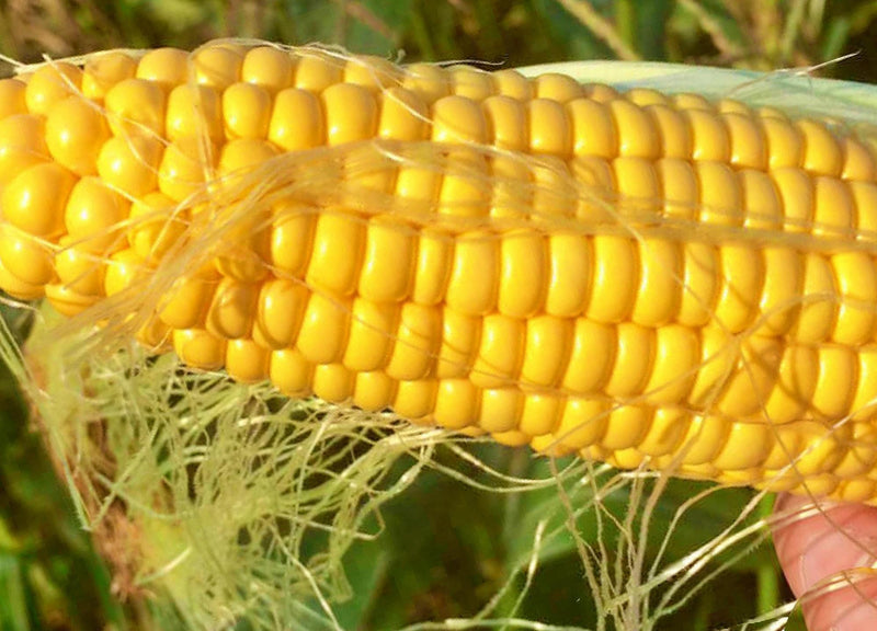 Incredible Hybrid Sweet Corn – F1 Hybrid Seeds, Disease Resistant Yellow Variety