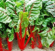 Rhubarb Swiss Chard Seeds - Heirloom Vegetable Garden Greens | Box Garden