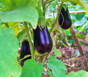 Black Beauty Eggplant Seeds - Large Purple Fruit | Heirloom, Non GMO, Easy to Grow