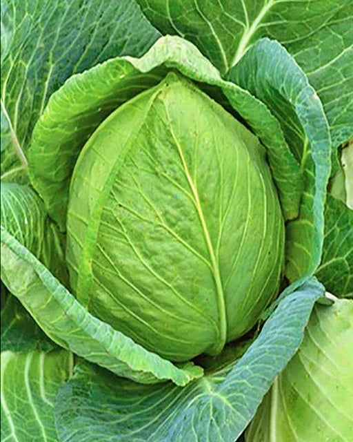 Charleston Wakefield Cabbage - Heirloom Vegetable Seeds | Large Heads, Heat Resistant