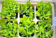 Black Seeded Simpson Heirloom Lettuce Seeds – Early Spring Leaf Lettuce, Non GMO
