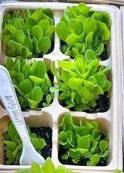 Black Seeded Simpson Heirloom Lettuce Seeds – Early Spring Leaf Lettuce, Non GMO