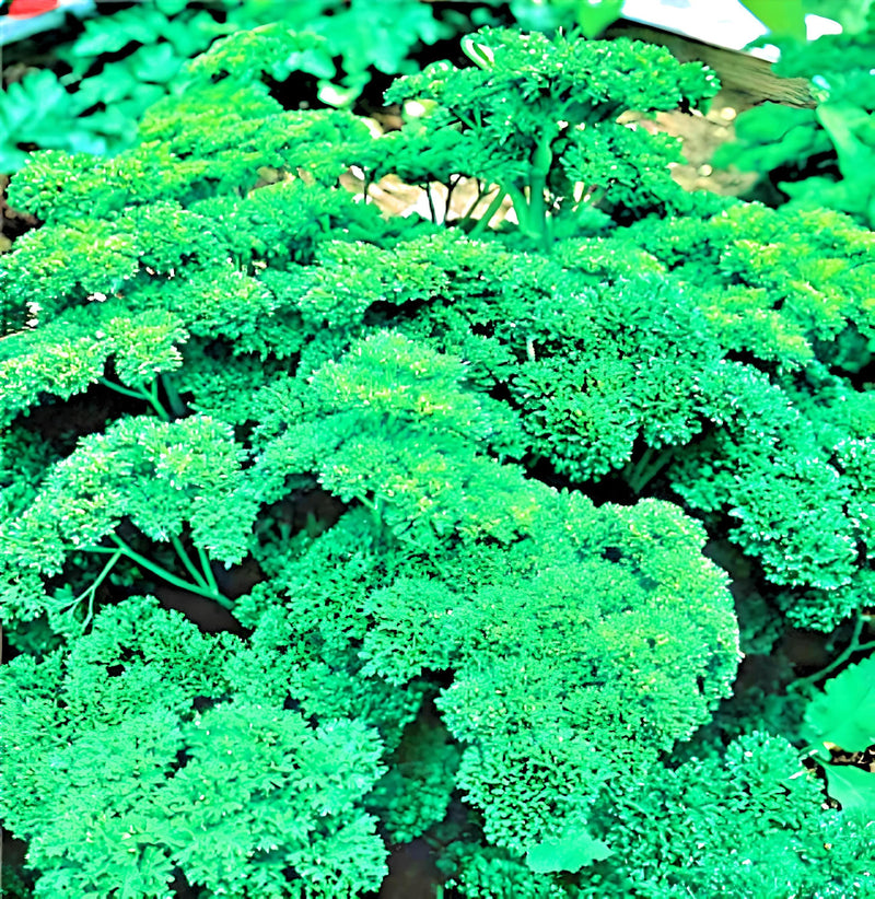 Triple Moss Curled Parsley Heirloom Seeds - Culinary Herb, Vitamin Rich, Non GMO