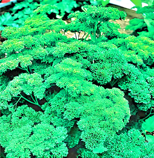 Triple Moss Curled Parsley Heirloom Seeds - Culinary Herb, Vitamin Rich, Non GMO