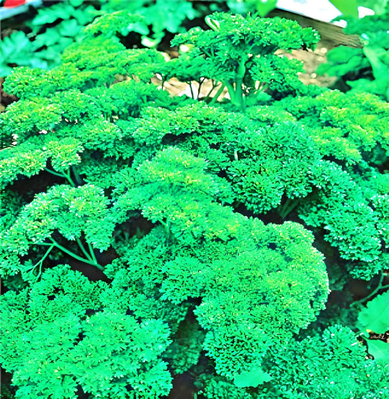 Triple Moss Curled Parsley Heirloom Seeds - Culinary Herb, Vitamin Rich, Non GMO