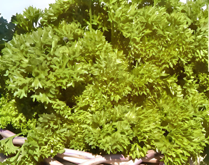 Triple Moss Curled Parsley Heirloom Seeds - Culinary Herb, Vitamin Rich, Non GMO