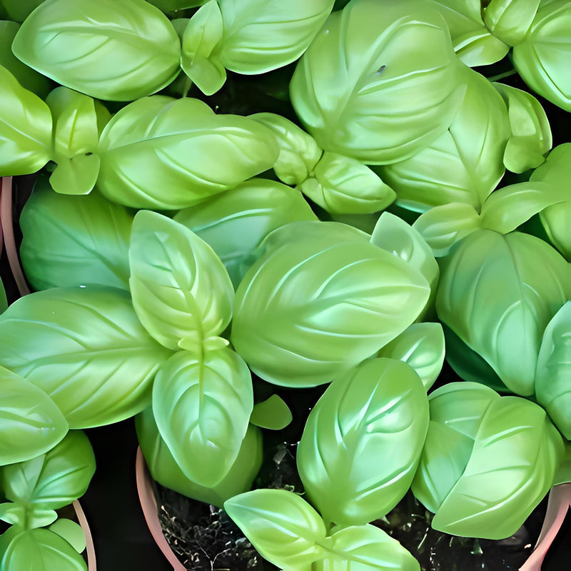 Italian Large Leaf Basil Heirloom Seeds - Sweet Aromatic Herb for Pesto & Pasta