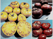 a collage of different types of tomatoes