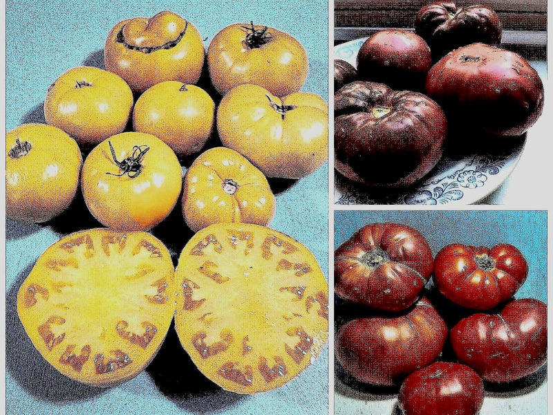 a collage of different types of tomatoes