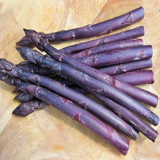 Purple Passion Asparagus
