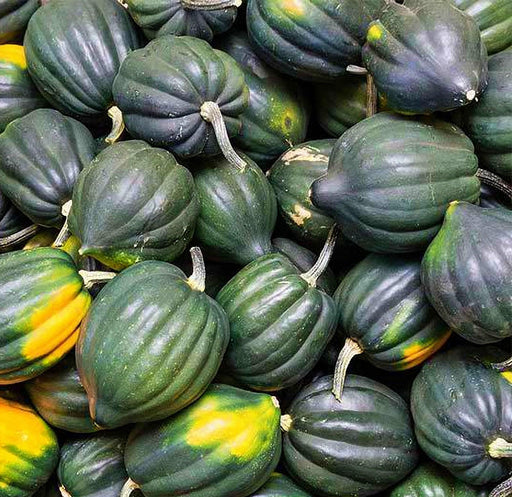 Table King Acorn Squash - Heirloom Winter Squash Seeds | Compact Bush, Fiberless Orange Flesh