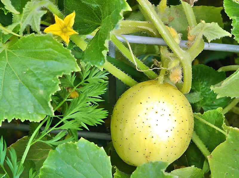 Lemon Cucumber Seeds - Heirloom, Non GMO Vegetable Seeds for Pickling & Slicing