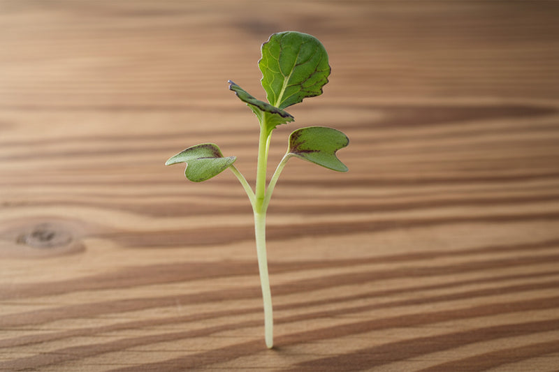 Osaka Purple Mustard Seeds – Heirloom, Cold Hardy, Slow Bolting Vegetable Garden Greens