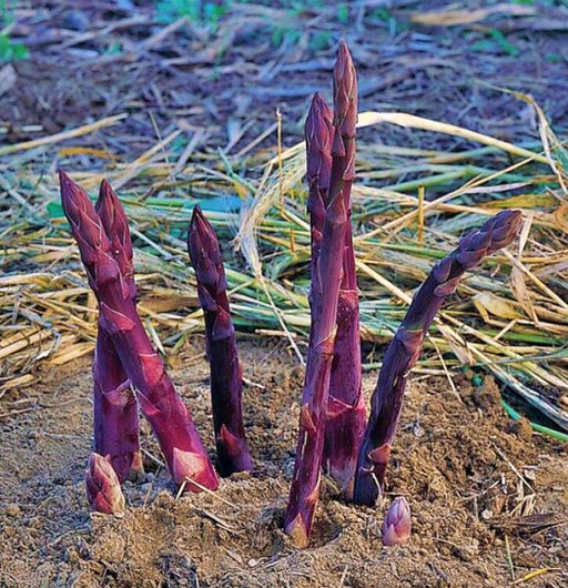 Purple Passion Asparagus