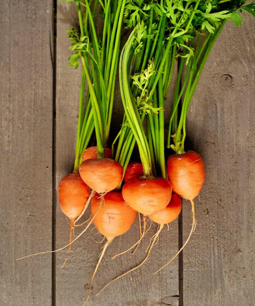Parisian Carrot Seeds – Heirloom Orange Variety for Rocky Soil & Container Gardens