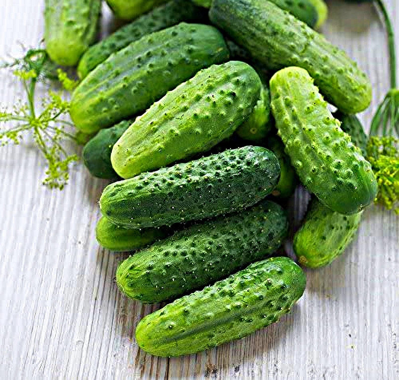 wisconsin garden seeds Wisconsin SMR 58 Cucumber Seeds - Heirloom | University of Wisconsin, Scab & Mosaic Resistant, Prolific Pickling