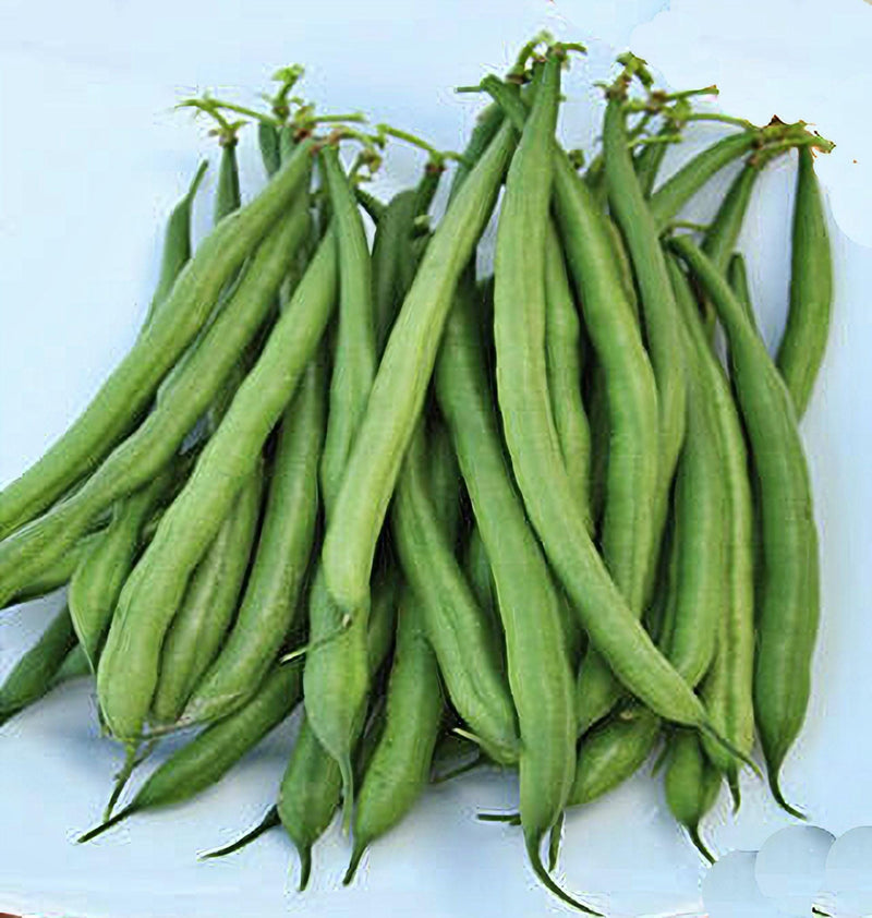 French Garden Bush Beans – Heirloom Non GMO Seeds | Tender Green Beans